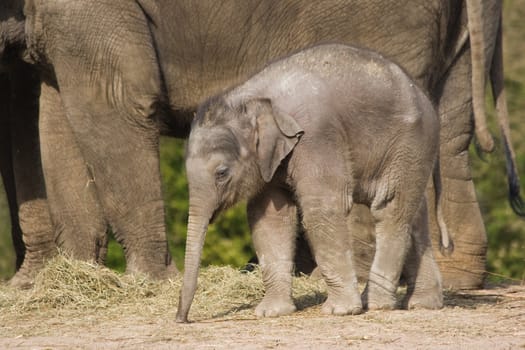 Female asian baby elephant walking with her mother