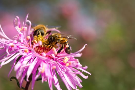 close-up bees collecting nectar on flower