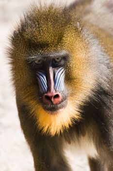 female mandrill fast running  in afternoon sun 