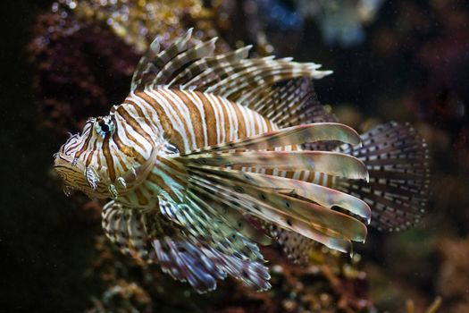 Lionfish, also called: Turkey Fish, Dragon Fish, Scorpion or Fire Fish