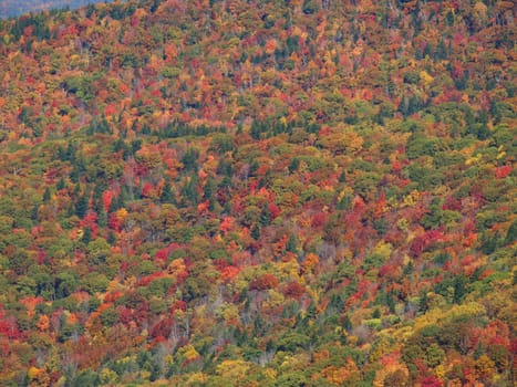 View along the Art Loeb trail in western North Carolina