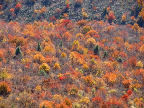 View along the Art Loeb trail in western North Carolina