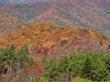 View along the Art Loeb trail in western North Carolina