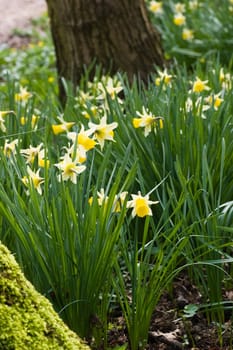 Small daffodils blooming in the forest in spring 