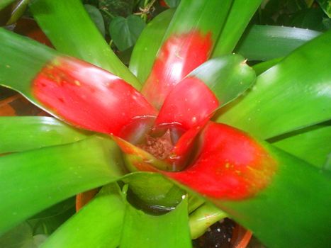 Close up of the bromeliad flower.