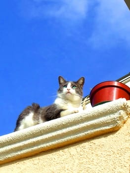 Close up of a domestic short hair cat.