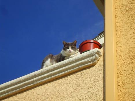 Close up of a domestic short hair cat.