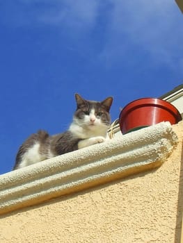 Close up of a domestic short hair cat.