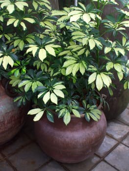 Close up of the house plants on a sunny day.