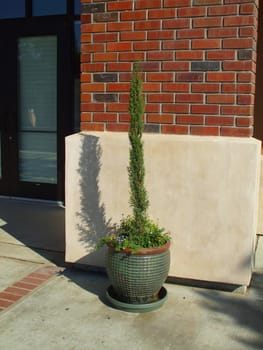 Italian cypress close up on a sunny day.