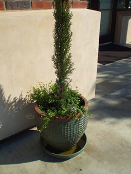 Italian cypress close up on a sunny day.