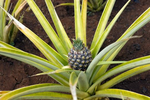 Pineapples growing on a fruit plantation in Hawaii