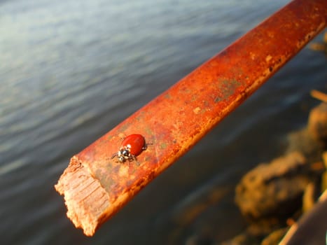 Close up of a lady bug sitting on a stick.
