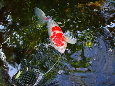 Close up of a big Koi fish.