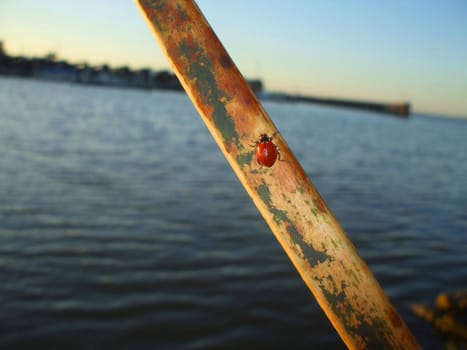 Close up of a lady bug sitting on a stick.