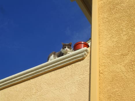 Close up of a domestic short hair cat.