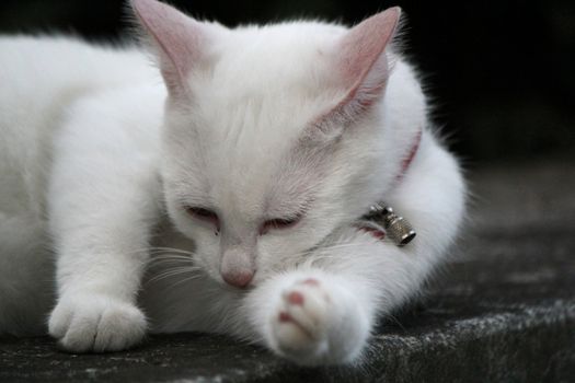 White little kitten lying on a wall and cleaning its leg