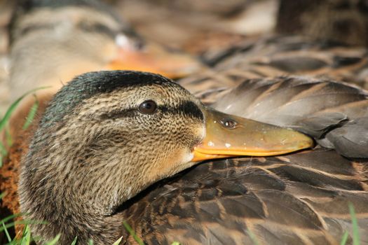 Head of a brown female mallard duck sleeping next to others