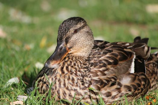 Brown mallard female duck lying on the grass by sunset