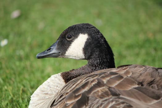 Black and white savage goose head with its black eye lying on the grass