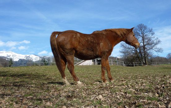 Brown horse in a meadow next to a snowy mountain by winter beautiful day