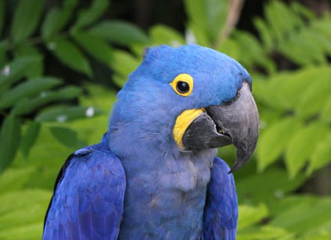 Blue and yellow hyacinthe macaw head in a tropical background