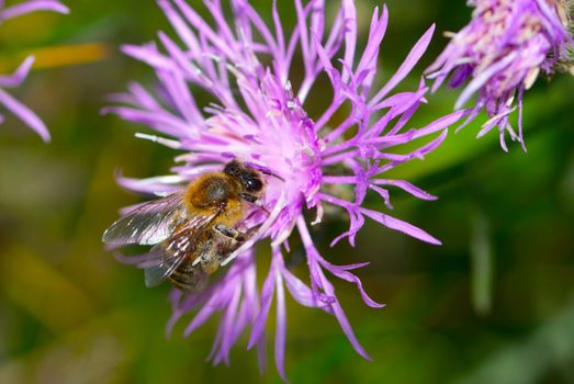 Close up of honey bee on knapweed flower