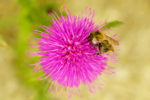 Close up of honey bee on knapweed flower