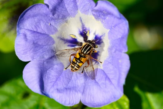 european hoverfly, helophilus pendulus on a blue flower