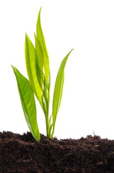 young plant on white with copyspace showing gardening agriculture or growth concept