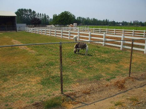 Miniature horses at the farm on a sunny day.