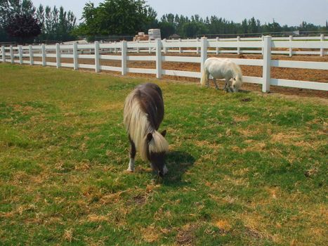 Miniature horses at the farm on a sunny day.