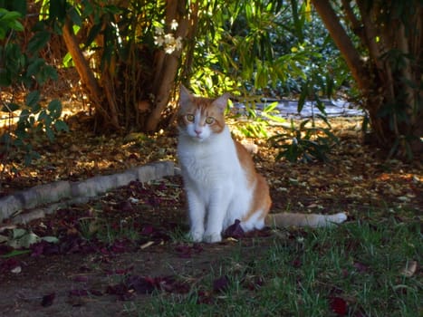 Close up of a small tabby cat.