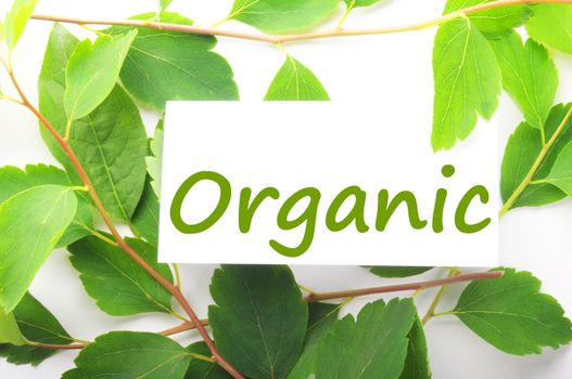 organic concept with word on nature still life