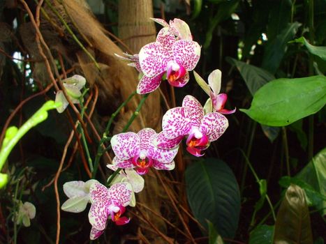 Close up of the pink orchid flowers.