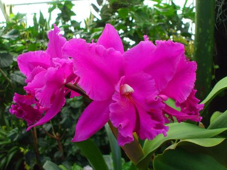 Close up of the pink orchid flowers.