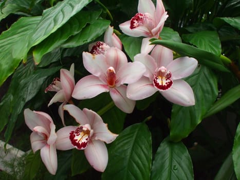 Close up of the pink orchid flowers.