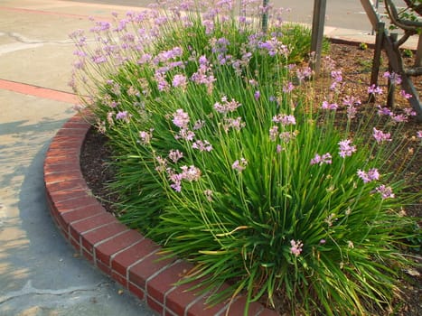 Close up of the decorative garlic flowers.