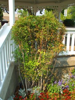 Ornamental shrub with flowers on a sunny day.