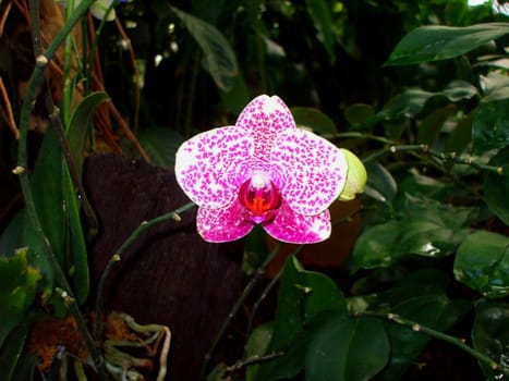 Close up of the pink orchid flowers.