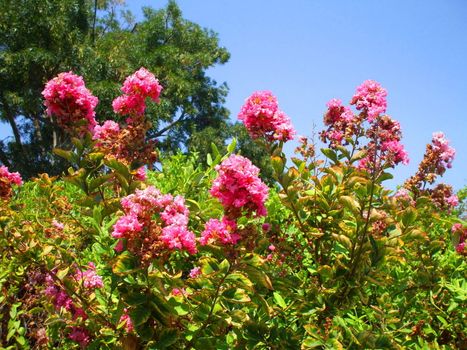 Close up of the pink crepe myrtle flowers.