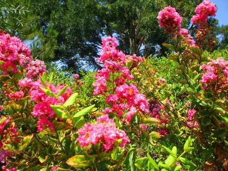 Close up of the pink crepe myrtle flowers.