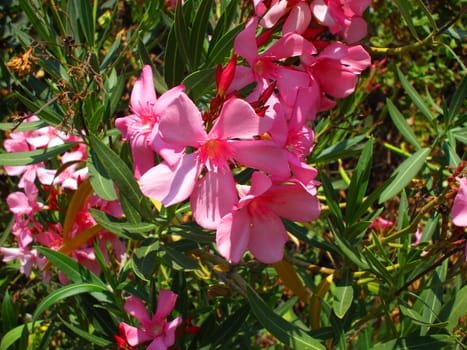 Close up of the pink oleander flowers.