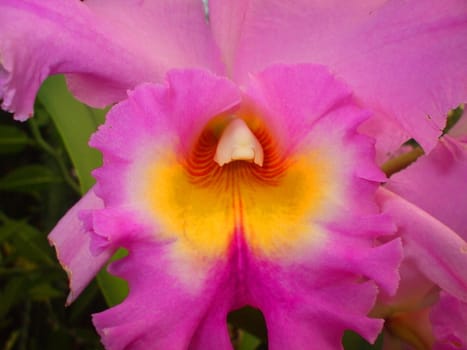 Close up of the pink orchid flower.