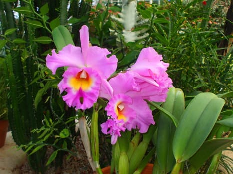 Close up of the pink orchid flower.