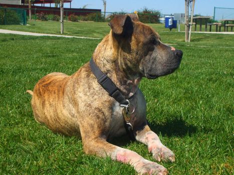 Close up of a pitbull in a park..