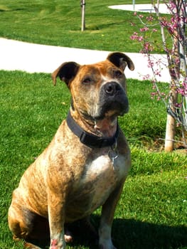 Close up of a pitbull in a park.