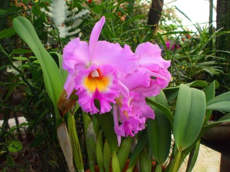 Close up of the pink orchid flower.