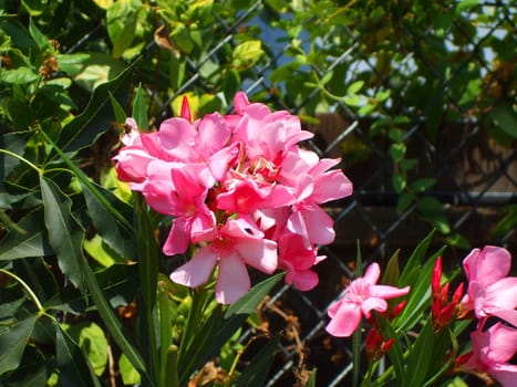 Close up of the pink oleander flowers.