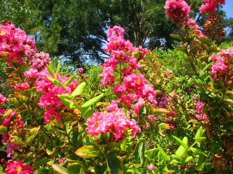 Close up of the pink crepe myrtle flowers.